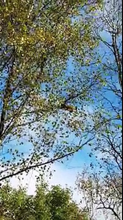 Un écureuil saute sur les arbres sous les encouragements des spectateurs