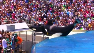 Seaworld SHAMU Killer Whale Show