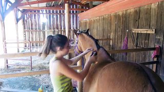 HOW TO GROOM A HORSE