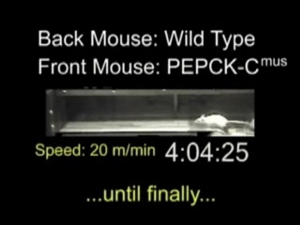 Super Souris - la Vidéo officielle !!!