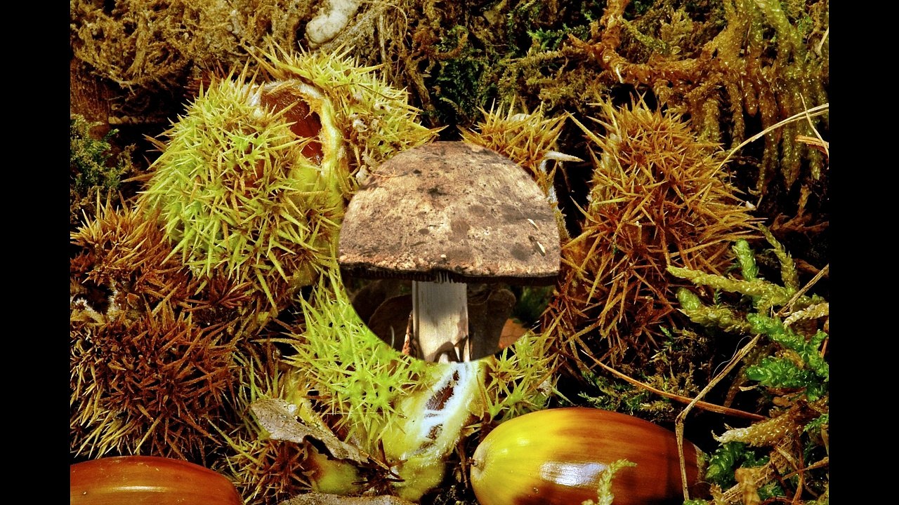 foulée 2017 Beaucouzé 49070