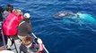 Deux baleines à bosse restent en surface et soufflent près des touristes