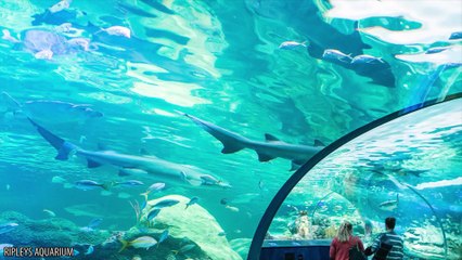 10 Mysterious Things Found After Hurricanes