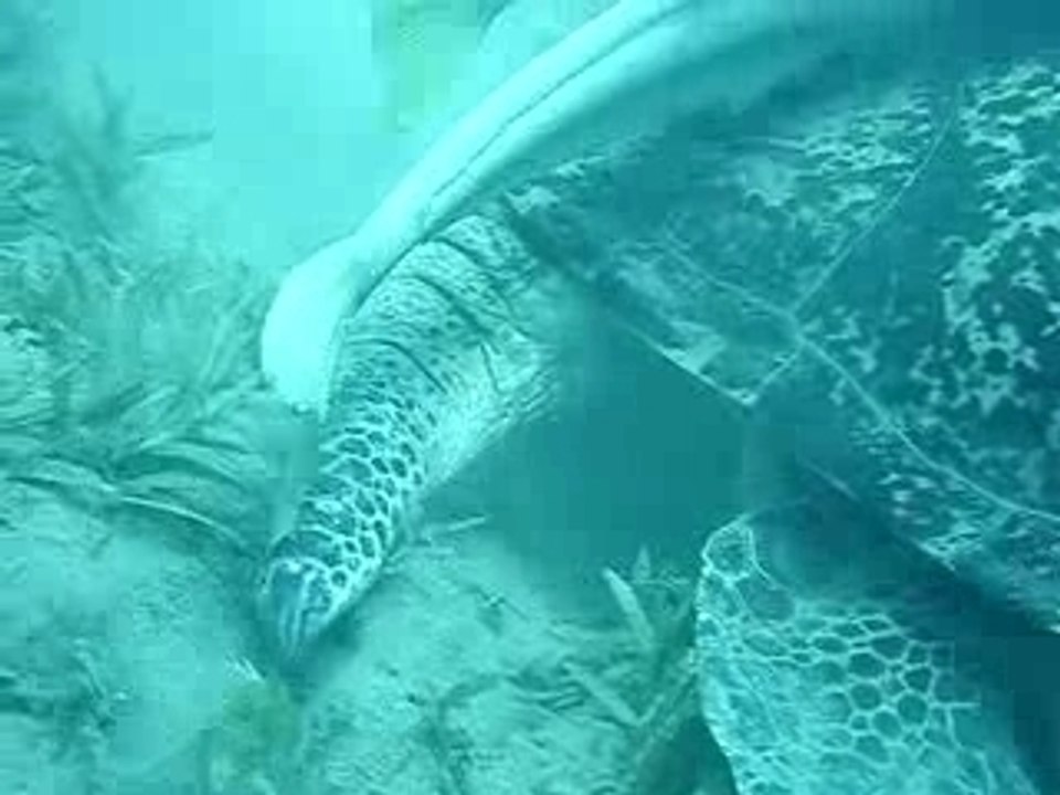 MOV05717