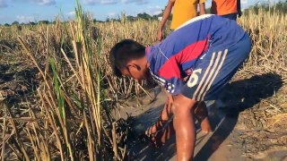 Catch Fish On The Mud At Rice Field - 3 Boys Plays On The Mud - Happy And Enjoy Boys Fishing