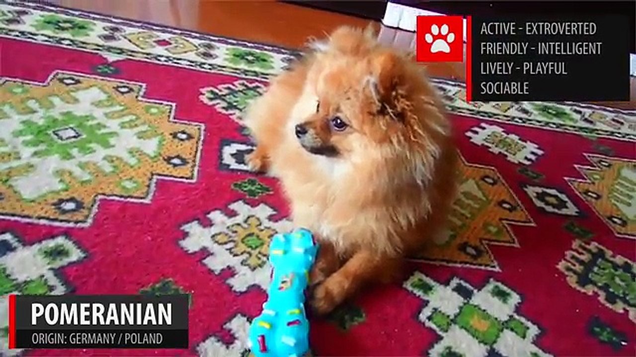 Breeds of Dogs - Part 1 - Learn Different Types of Dogs | Dog Breeds 101