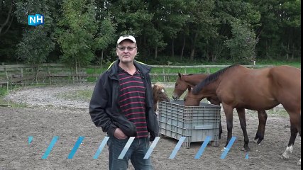 17-jarige jongen opgepakt na paardenmisbruik in Hoorn