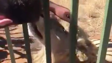 OUCH! Rugby Player Gets BITTEN by a Lion