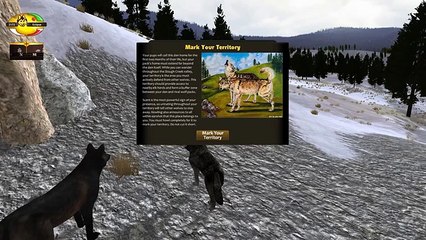 Birth of Our Wolf Pups!!