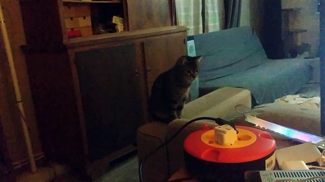 Le chat n'aime pas mes nouveaux ambilight.