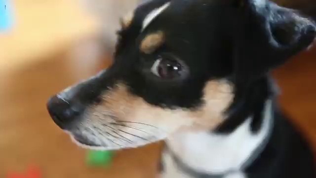 Clever dog spells out its own name using toy letters