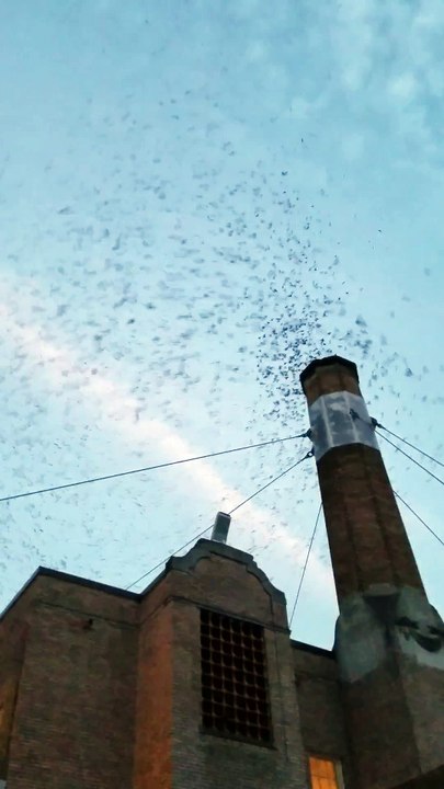 Des milliers d'oiseaux se regroupent et survolent la cheminée chaque année à la même époque - Martinets de Vaux