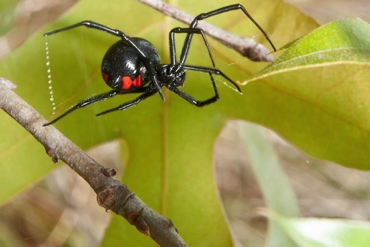 Deadly Spiders and Insects Documentary 2017