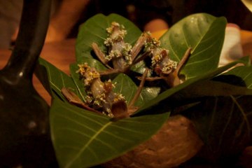 Best restaurant in the world meets Tulum, Mexcico