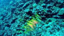 Surfing The Red Sea of Egypt