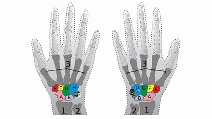 Bones of the Hand and Wrist - Anatomy Tutorial