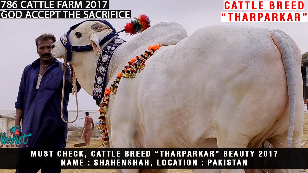 Shahenshah | Tharparkar | 786 Cattle Farm | Huge Bull | Heavy Bull | Parrot Studio
