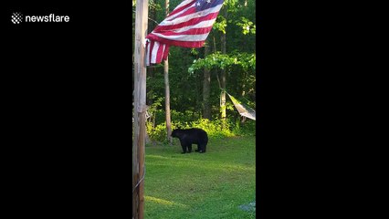 Territorial mother bear chases other family away