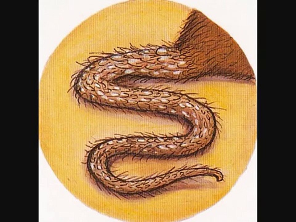 Das Grüffelokind - gelesen von MrsVamperl, der Vorleserin