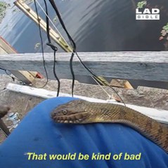 Ce serpent revient tout les jours au même endroit pour etre nourri par un homme!