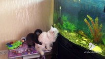 Cette loutre embête un chat prêt à bondir dans l'aquarium !