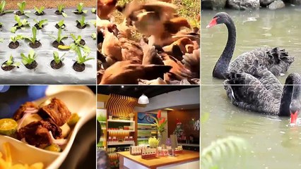 Alagang Magaling S8 EP6 - PIGEON TALK