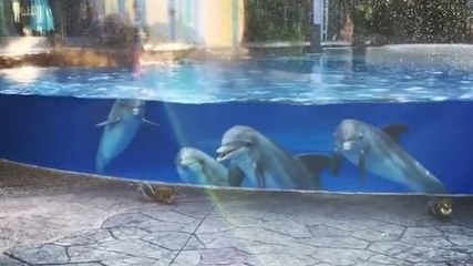 Des dauphins regardent des écureuils