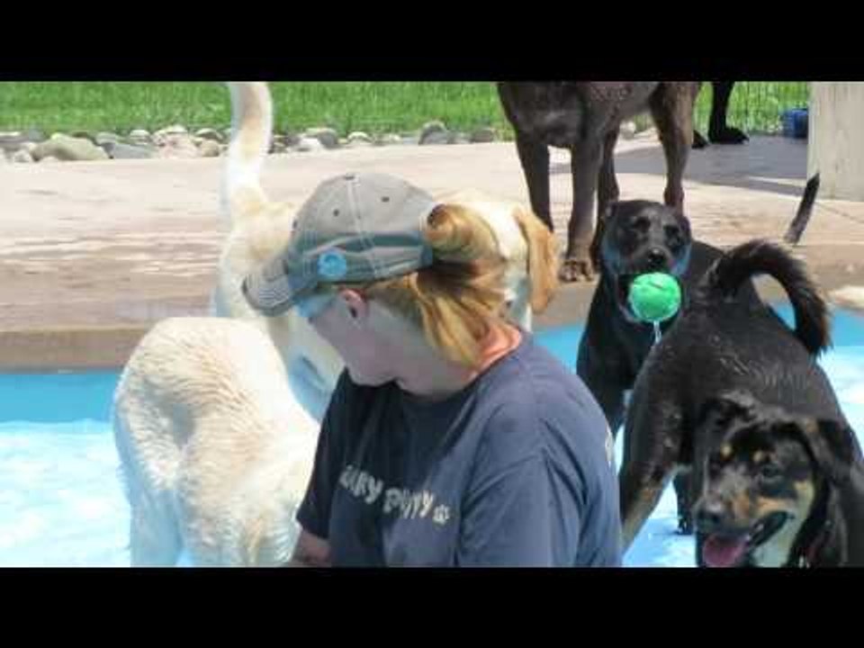 Buddy the Golden Retriever Learns how to Swim