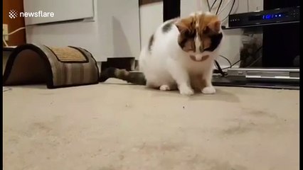 Cats is confused by bug