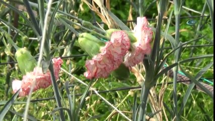 Kesme Çiçekten Yılda 20 Milyon TL Kazanç Sağlıyorlar