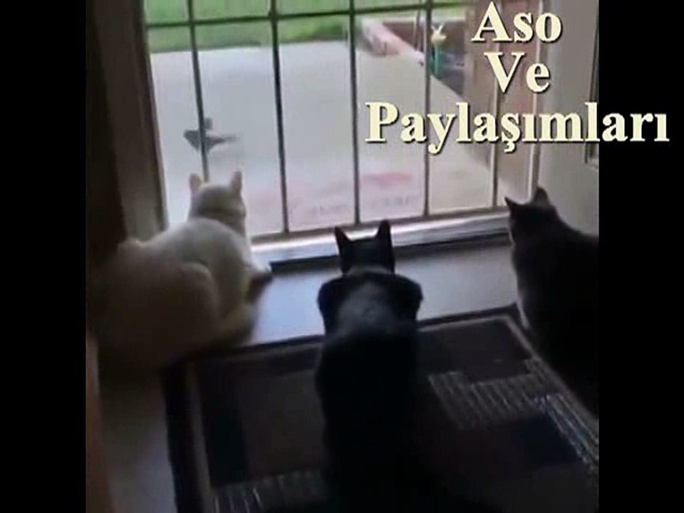 Kürtçe Dublaj Fare Yemek İsteyen Kediler.Aso Ve Paylaşımları