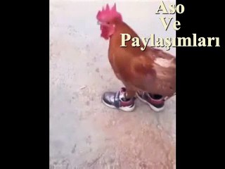 Kürtçe Dublaj Evlenmek İsteyen Tavuk.Aso ve Paylaşımları