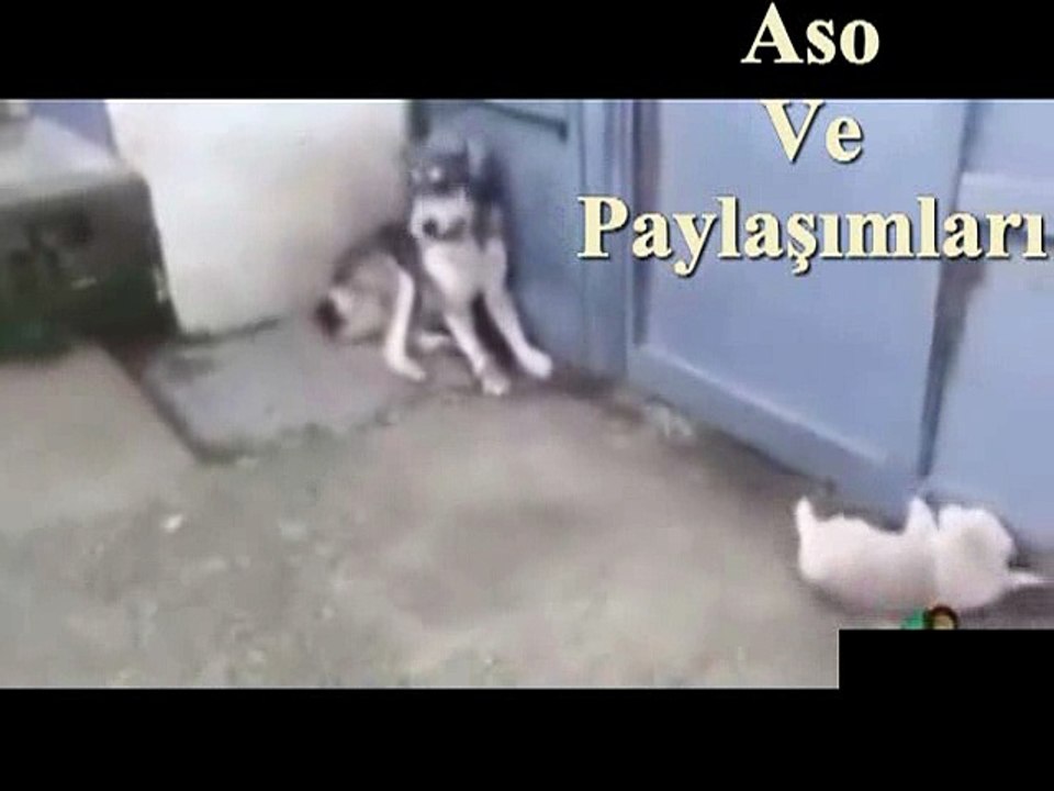 Kürtçe Dublaj Eşine Kızan Köpek.Aso ve Paylaşımları