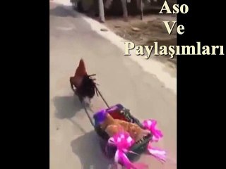 Kürtçe Dublaj Evlenen Tavuk Gelini Alıp Gidiyor.Aso ve Paylaşımları