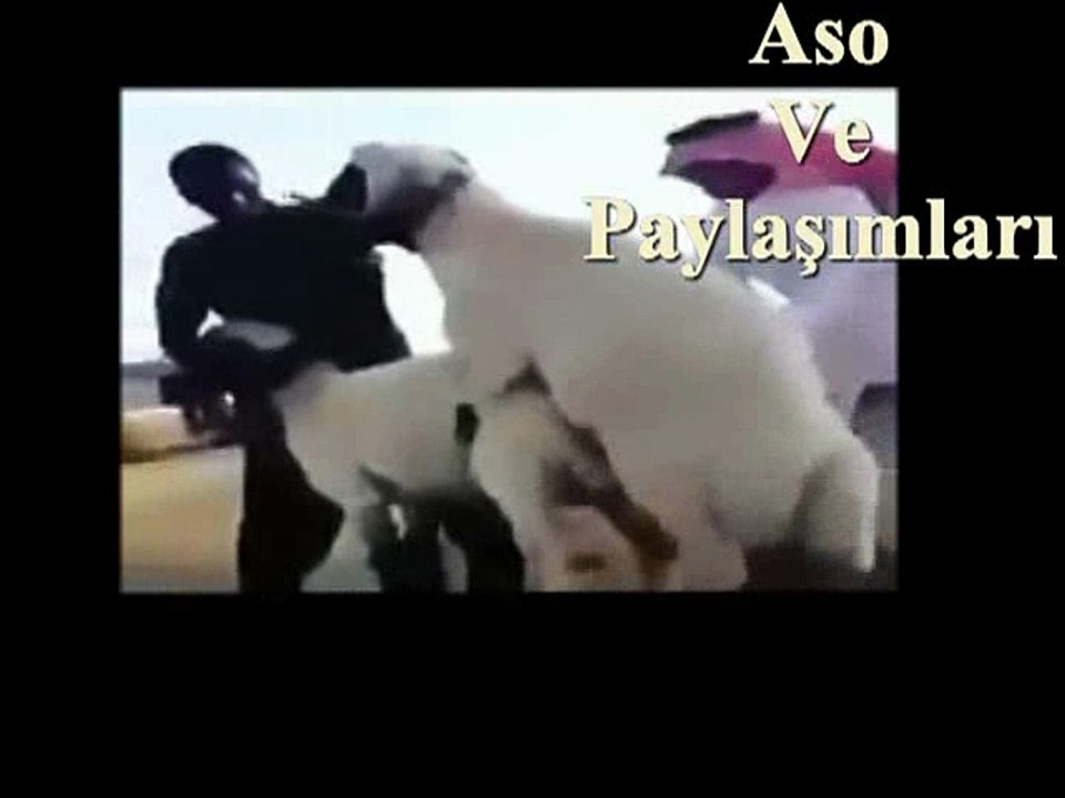 Kürtçe Dublaj Koyuna Tecavüz Eden Koç.Aso ve Paylaşımları