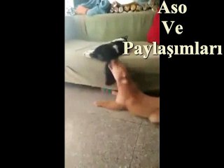 Kürtçe Dublaj Yaramaz Köpek.Aso ve Paylaşımları