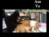 Masaj Yapan Kedi Kürtçe.Aso ve Paylaşımları