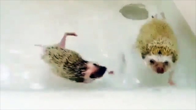 Ces hérissons adorent prendre leur bain !