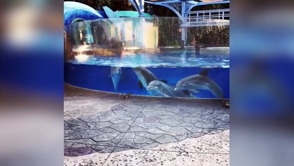 Des dauphins regardent des écureuils avec curiosité !