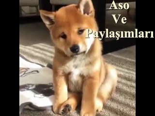 Kürtçe Dublaj Babası Bu yılda Evlendirmeyen Köpeğin Acısı.Aso ve Paylaşımları