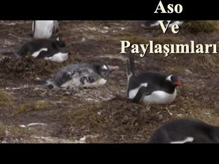 Kürtçe Dublaj Xale Şakır Zıkemın Deşe Sıçan Penguen.Aso ve Paylaşımları