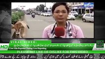 Cow Hits Reporter During Reporting