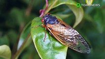 Cicadas 2017: Why are cicadas returning four years early? - TomoNews