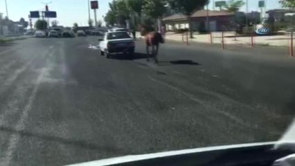 Otomobilin Arkasına Bağlanan At Görenleri Şaşırttı
