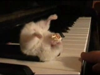 Hamster eating popcorn
