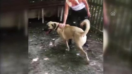 Kuyu" Köpek Şimdi Çok Mutlu