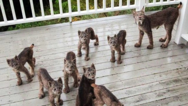 Se faire réveiller par 7 bébés lynx et leur maman qui grattent à la porte
