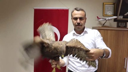 Yaralı Kızıl Şahin Koruma Altına Alındı