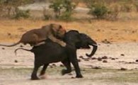 Leões 'Covardes' VS Elefantes - Cenas Chocantes