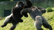 Cenas De Risco E Brigas Com Gorilas